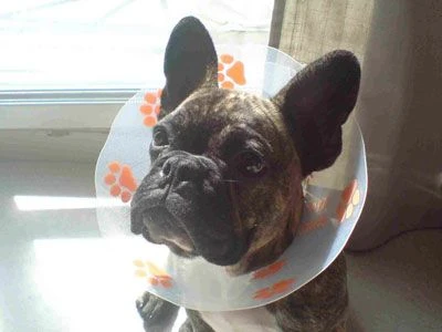 Génia Carcan Funcol Orange 12.5 Cm 3 Génia Carcan Funcol Orange 12.5 Cm