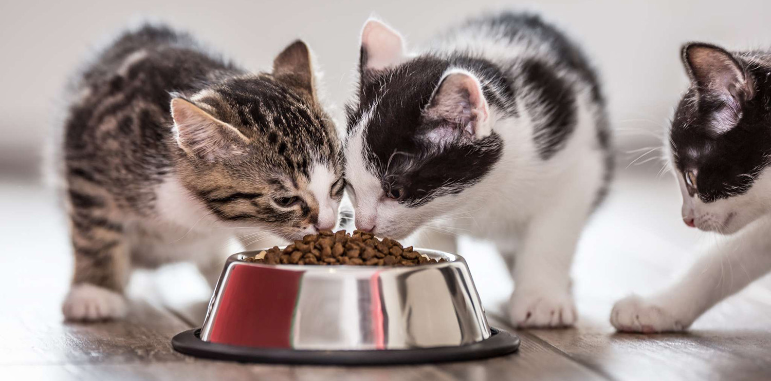 Animalerie 1 Animalerie -Animalerie 1