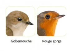 Zolux Nichoir Bois "Merise" - Destockage -Animalerie 4 2 1