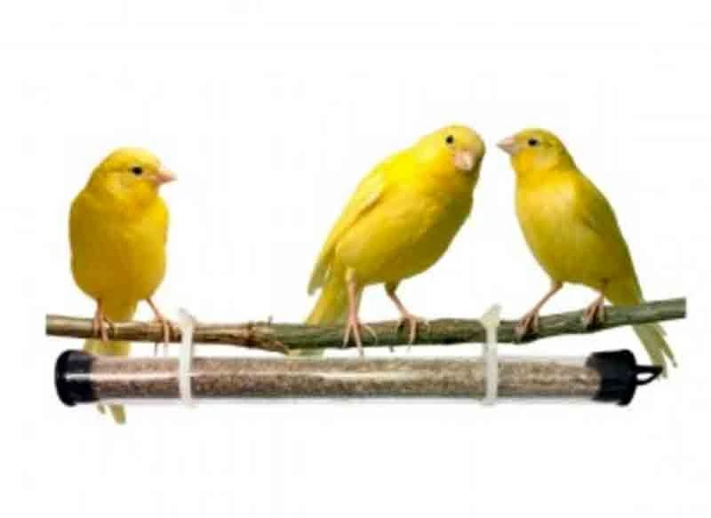 APPI Prevorus 4 APPI Prevorus – Image 2