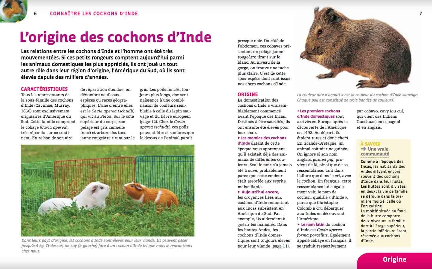 Livre - Cochons D'Inde 5 Livre - Cochons D'Inde – Image 3