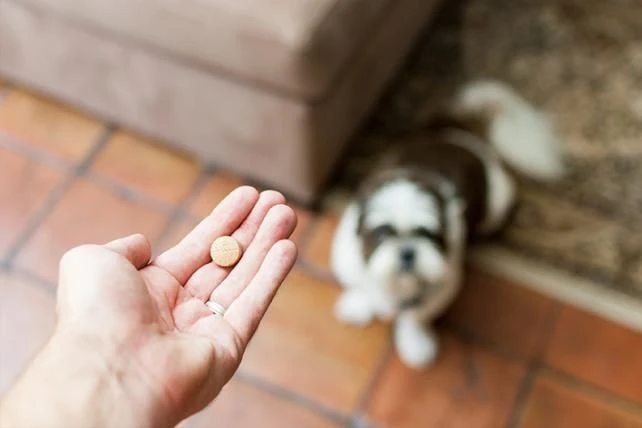 Drontal Chien 6 Cps 4 Drontal Chien 6 Cps – Image 2