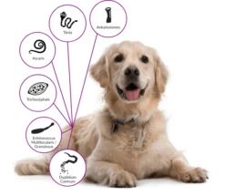 Drontal Chien 6 Cps 7 Drontal Chien 6 Cps -Animalerie drontal chien 1 2