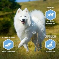 Eukanuba Chien Daily Care Adult Overweight Grande Race Poulet 12 Kg 8 Eukanuba Chien Daily Care Adult Overweight Grande Race Poulet 12 Kg -Animalerie eukanuba daily care weight control large breed 1 1