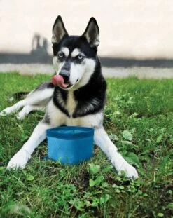 Kurgo Abreuvoir De Voyage Zippy Bleu 1,4 L 7 Kurgo Abreuvoir De Voyage Zippy Bleu 1,4 L -Animalerie kurgo abreuvoir de voyage zippy bleu 1 4 l3