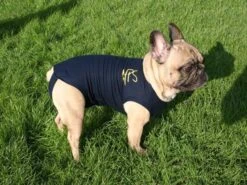 Medical Pet Shirt Chien M -Animalerie medical pet shirt chien 1 1 1 2