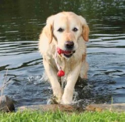 Trixie Jouet Aqua Toy Mot-Fun Pour Chien -Animalerie mot fun chien