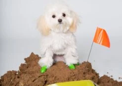 Pawz Bottes Noires Tiny 10 Pawz Bottes Noires Tiny -Animalerie pawz bottes vertes tiny la compagnie des animaux 4 2