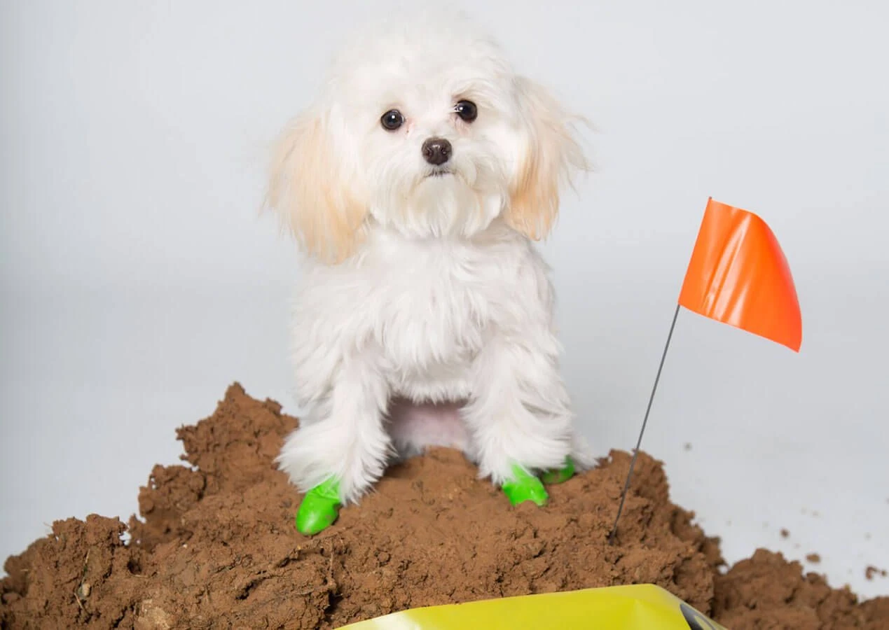 Pawz Bottes Noires Tiny 6 Pawz Bottes Noires Tiny – Image 4