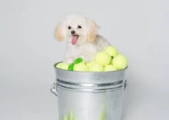 Pawz Bottes Noires Tiny 11 Pawz Bottes Noires Tiny -Animalerie pawz bottes vertes tiny la compagnie des animaux 5 2