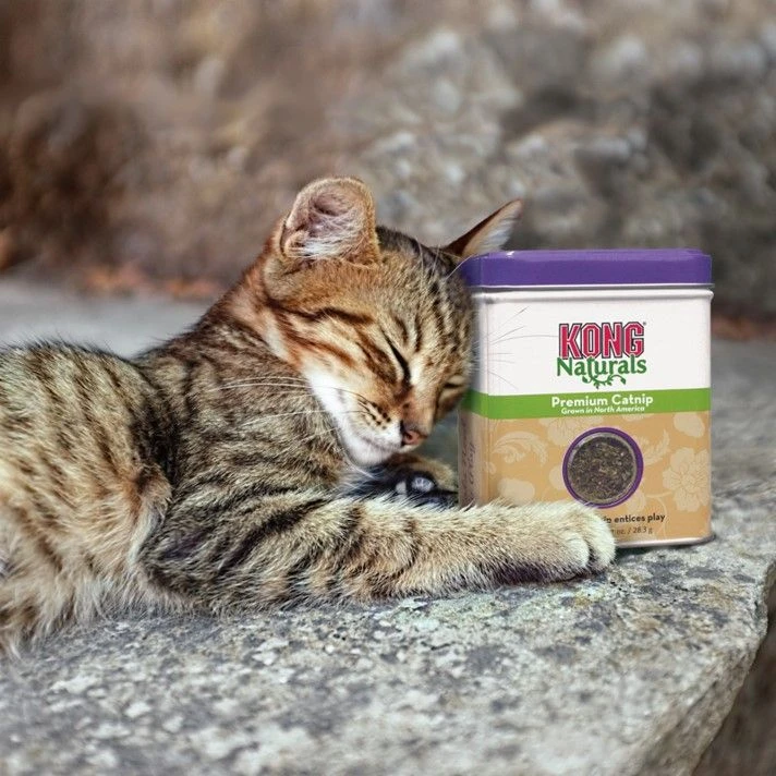 KONG Herbe A Chat Premium Catnip 6 KONG Herbe A Chat Premium Catnip – Image 4