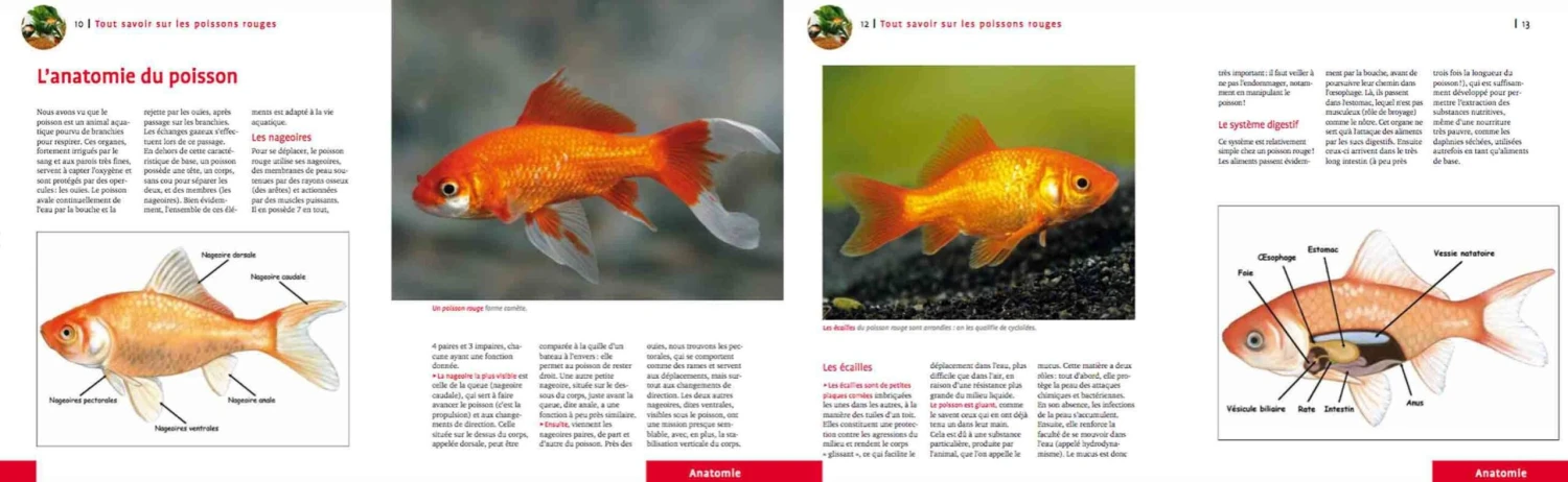 Livre - Poissons Rouges 5 Livre - Poissons Rouges – Image 3