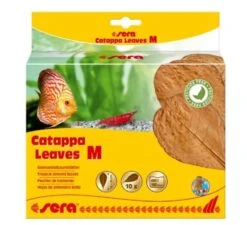 Sera Catappa Leaves Feuilles De Badamier M
