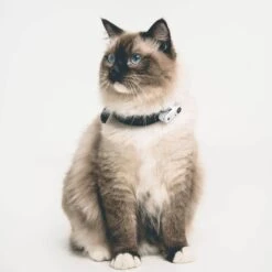 Tickless Mini Cat Blanc Rechargeable 7 Tickless Mini Cat Blanc Rechargeable -Animalerie tickless mini cat blanc rechargeable3