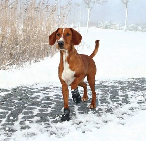 Trixie Bottes Protection Walker Active M X 2 4 Trixie Bottes Protection Walker Active M X 2 – Image 2