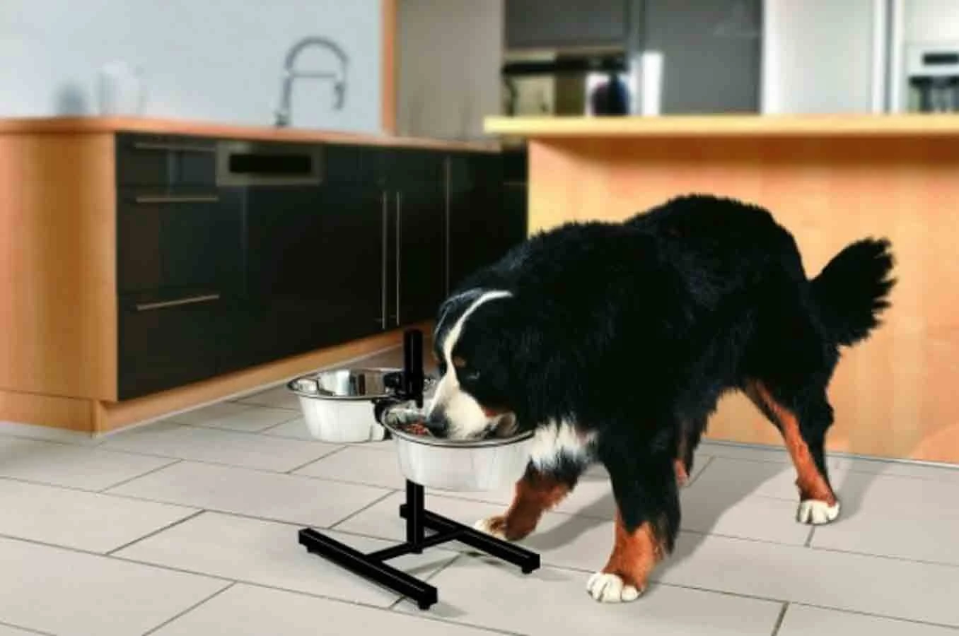 Zolux Support Double Réglable + 2 Bols 2,75 L 5 Zolux Support Double Réglable + 2 Bols 2,75 L – Image 3